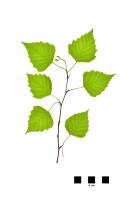 Bouleau - rameau feuillé sur fond blanc (Betula pendula)